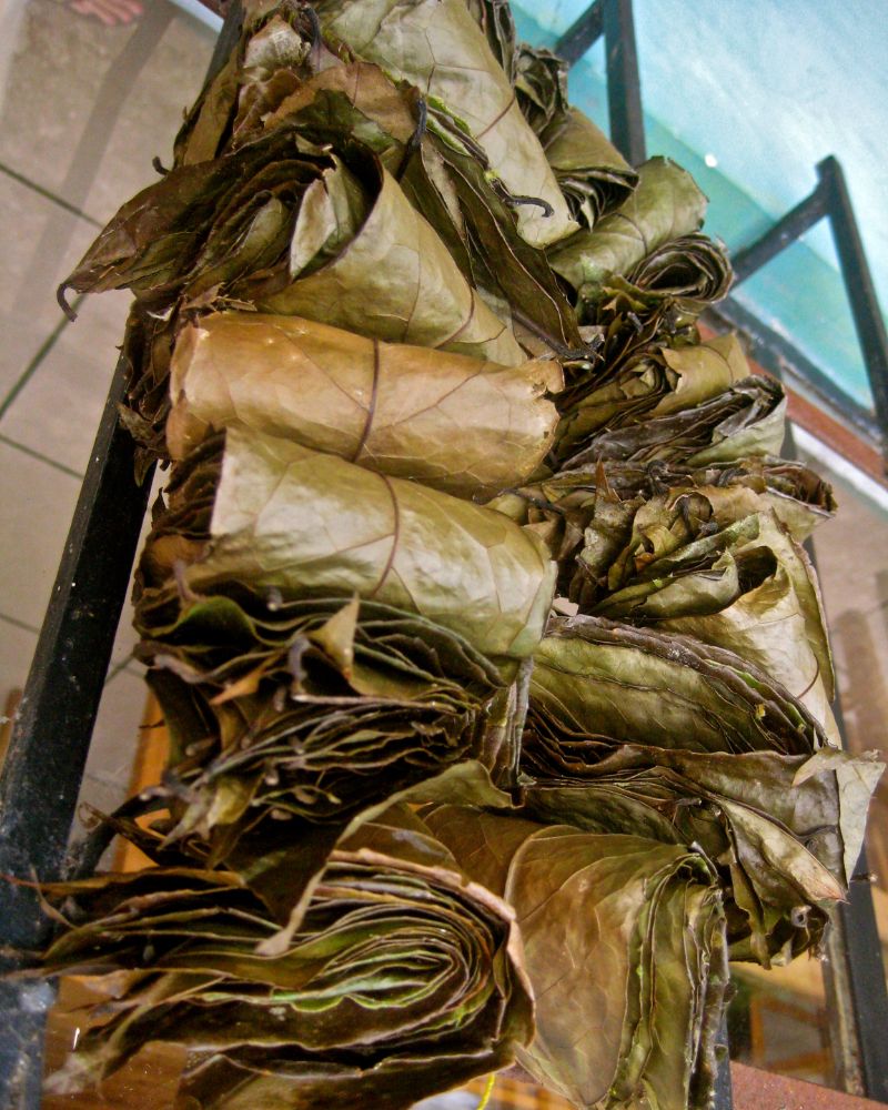 Dried guayusa leaves