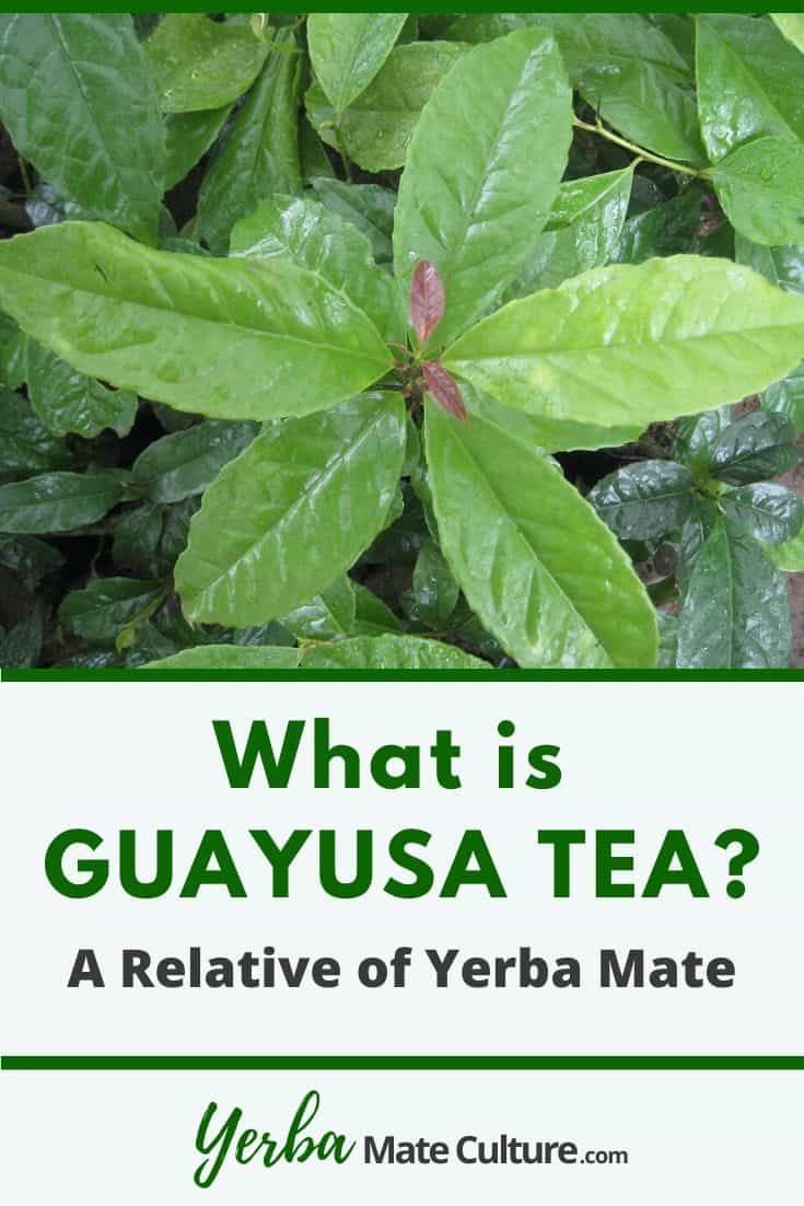 Guayusa Tea relative of yerba mate