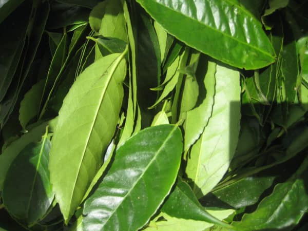 Leaves of Ilex guayusa