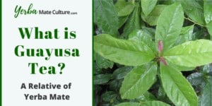 What is Guayusa Tea - Health Benefits and Side Effects