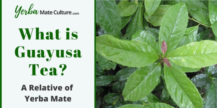 What is Guayusa Tea