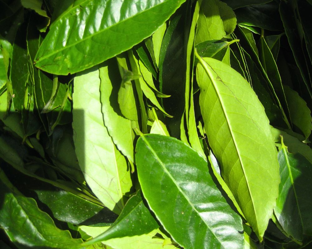 guayusa leaves