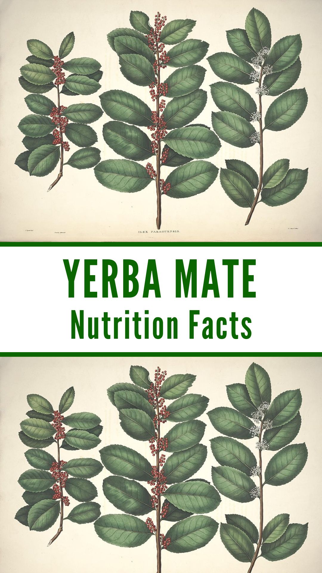 yerba mate nutrition
