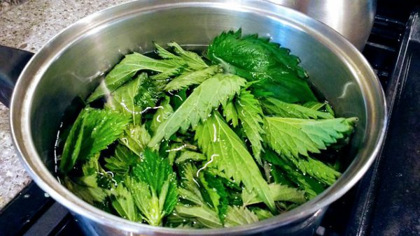 Nettle tea: a natural remedy for allergy