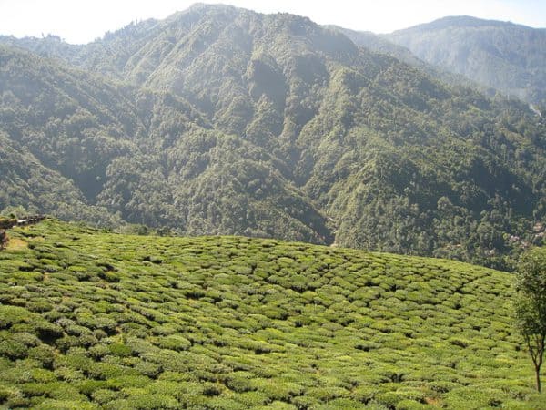 Tea Plantation in India