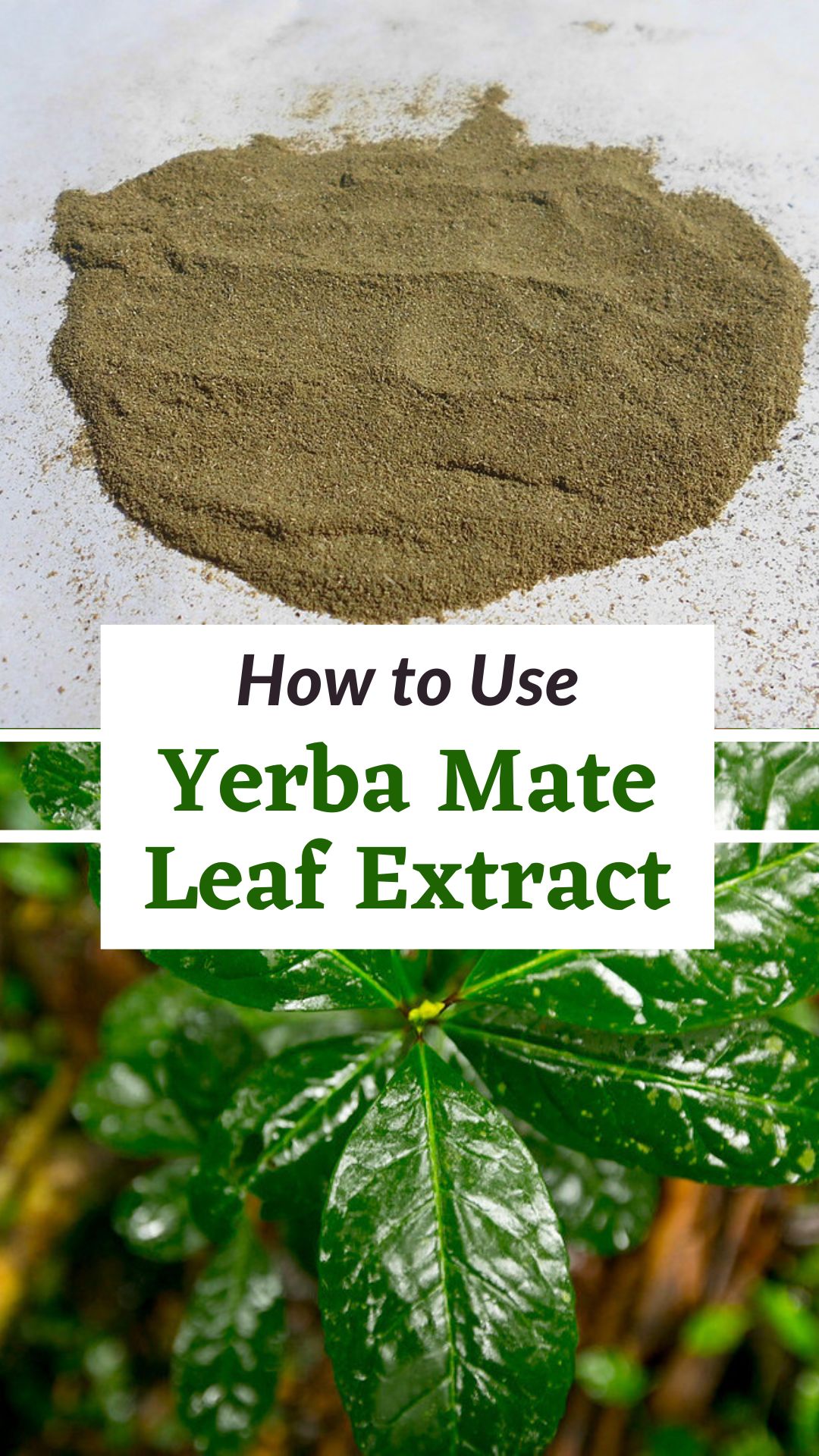 Yerba Mate Extract