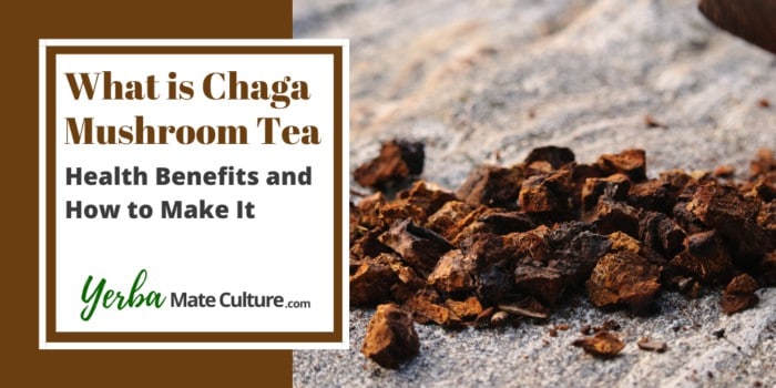 What is Chaga Mushroom Tea