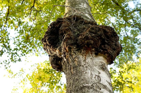 A chaga mushroom on a tree
