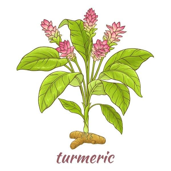 turmeric plant illustration