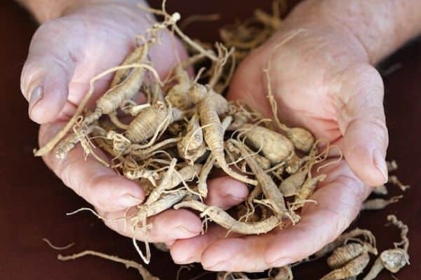 american ginseng root