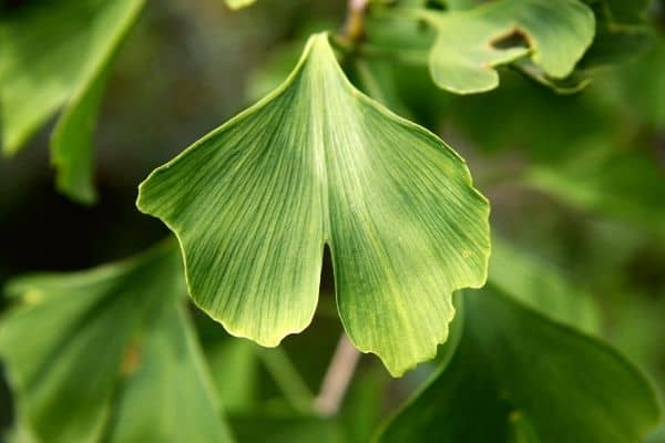 Gingko Biloba leaf
