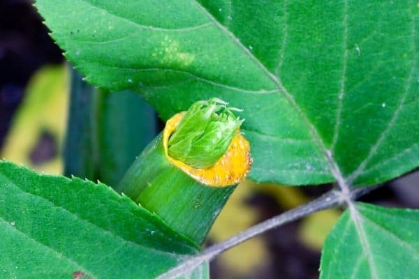 ashitaba plant growing a new leaf