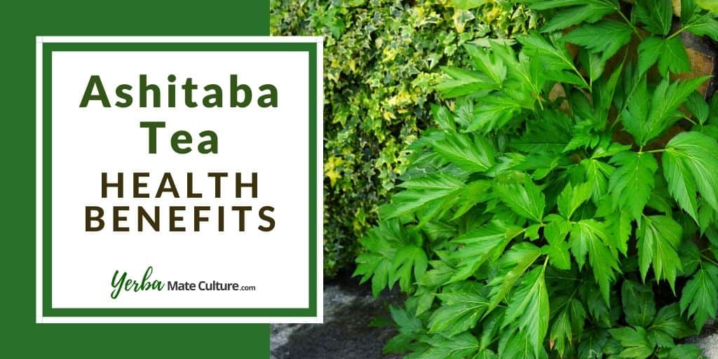 ashitaba tea health benefits