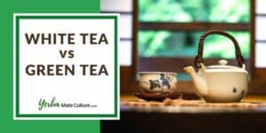 White Tea vs Green Tea - Taste, Caffeine, and Benefits