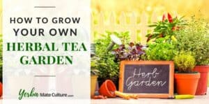 How to Grow Your Own Herbal Tea Garden