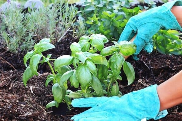 planting basil in soil