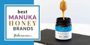 6 Best Manuka Honey Brands in 2022 Reviewed