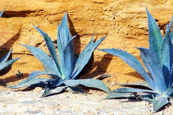 blue agave Agave tequilana