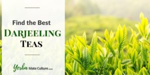 5 Best Darjeeling Teas - A Buyer's Guide for 2022