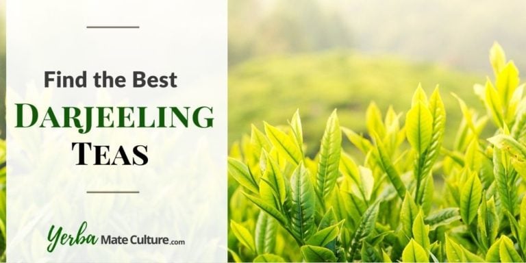 Best Darjeeling Tea