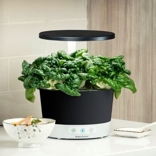 AeroGarden Harvest is Affordable and Compact