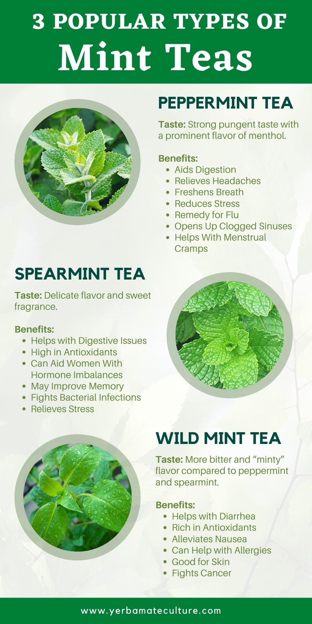 three types of mint teas