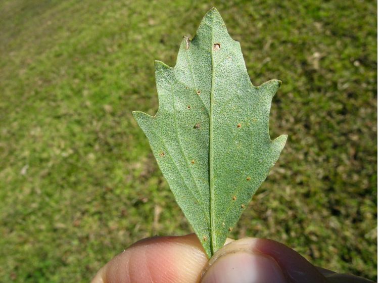 manglier plant leaf