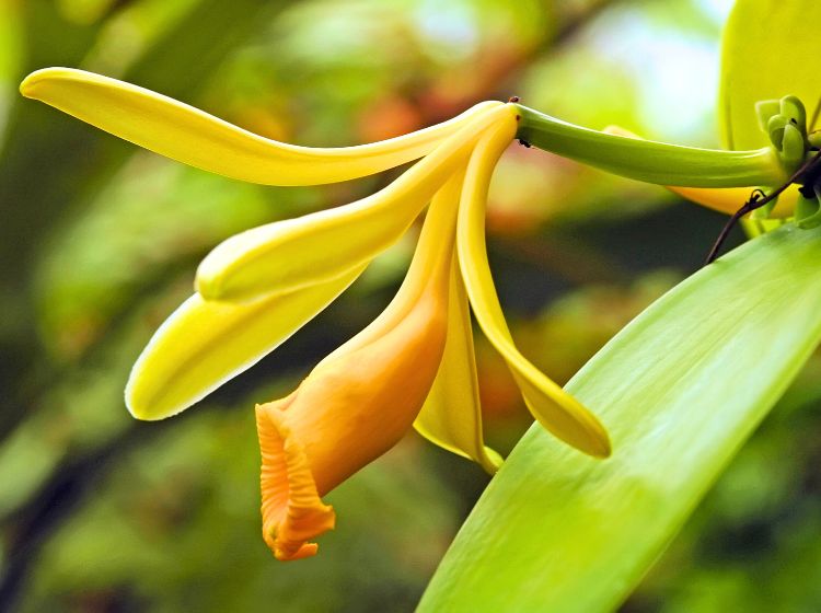 Vanilla orchid Vanilla planifolia