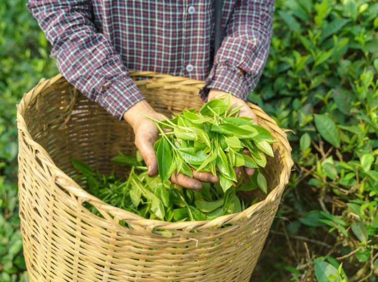 green tea harvesting