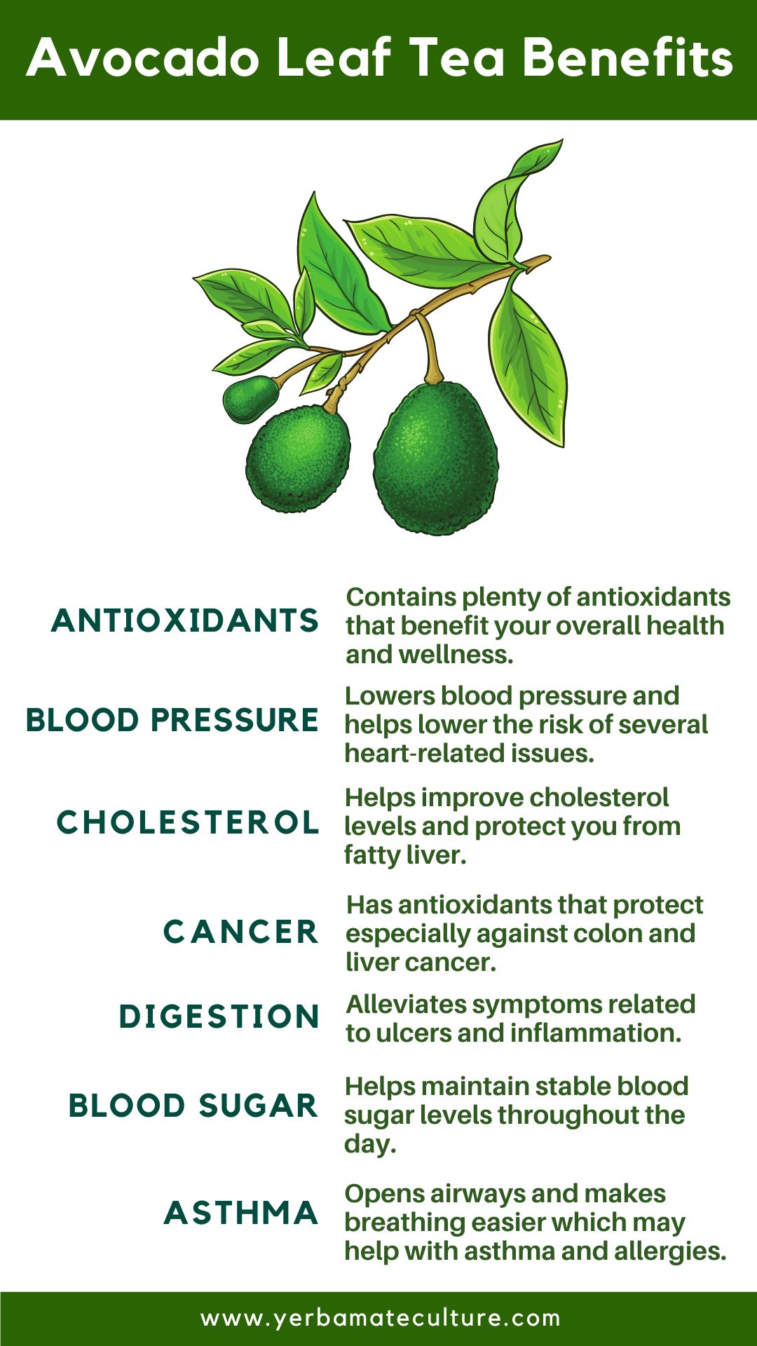 Avocado leaf tea benefits