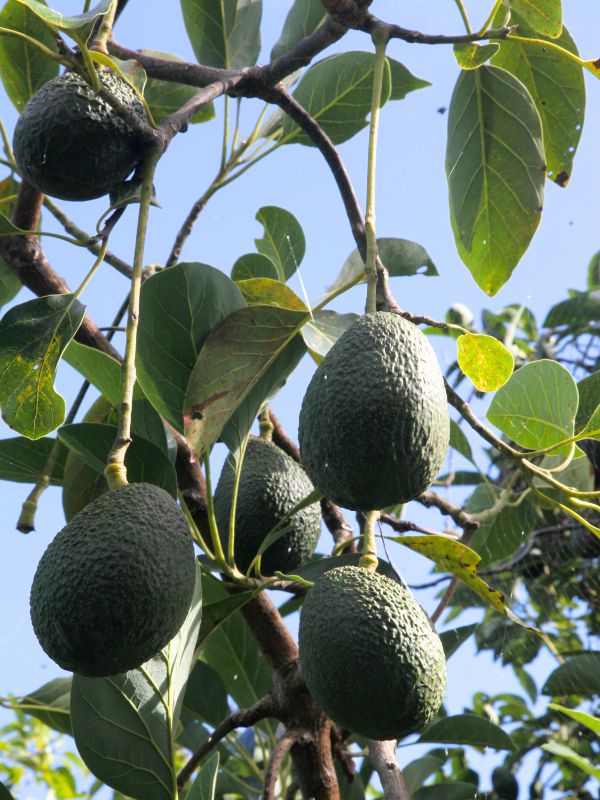 Persea americana avocado tree