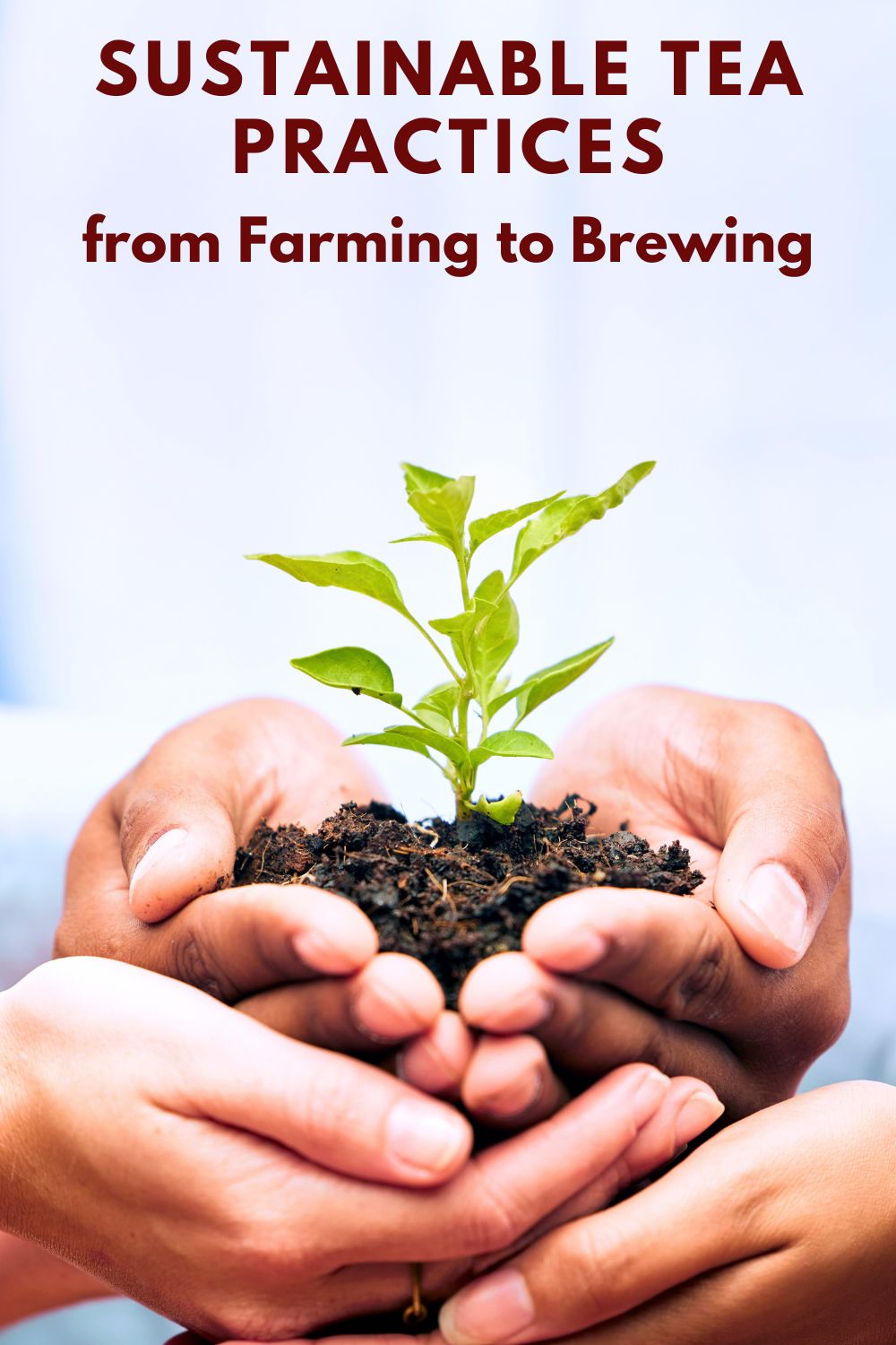Sustainable Tea practices from Farming to Brewing